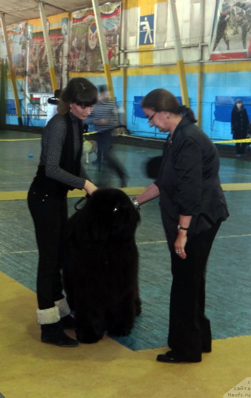 Фото: ньюфаундленд Mister Forte Impressione (Мистер Форте Импрессионе)