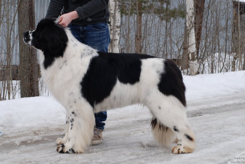 Фото: ньюфаундленд Fluffy Avalanche Satisfaction of My Ambitions (Флюфи Аваланч Сатисфастион оф Май Амбитионс)