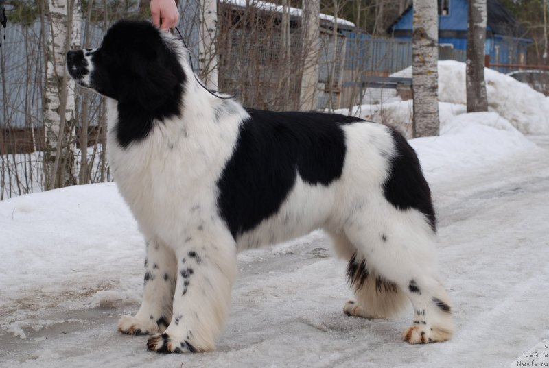 Фото: ньюфаундленд Fluffy Avalanche Satisfaction of My Ambitions (Флюфи Аваланч Сатисфастион оф Май Амбитионс)