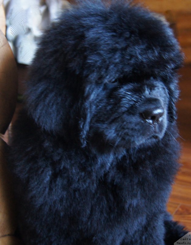 Фото: ньюфаундленд Deep Love I'm Sensation (Deep Love I'm Sensation)