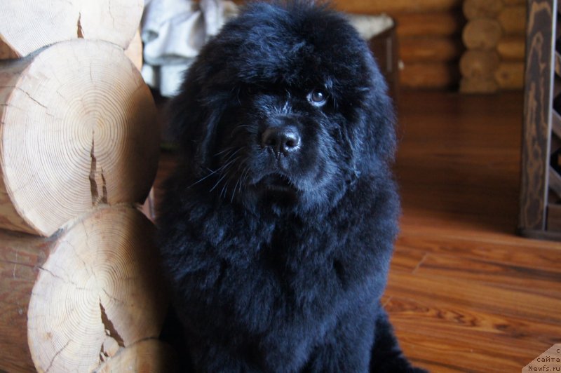 Фото: ньюфаундленд Deep Love I'm Sensation (Deep Love I'm Sensation)