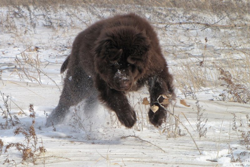 Фото: ньюфаундленд Van Len Taym CHilesta (Ван Лен Тайм Чилеста)