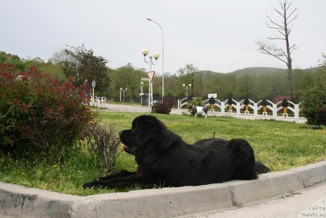 Фото: ньюфаундленд Potap Fidel' (Потап Фидель)