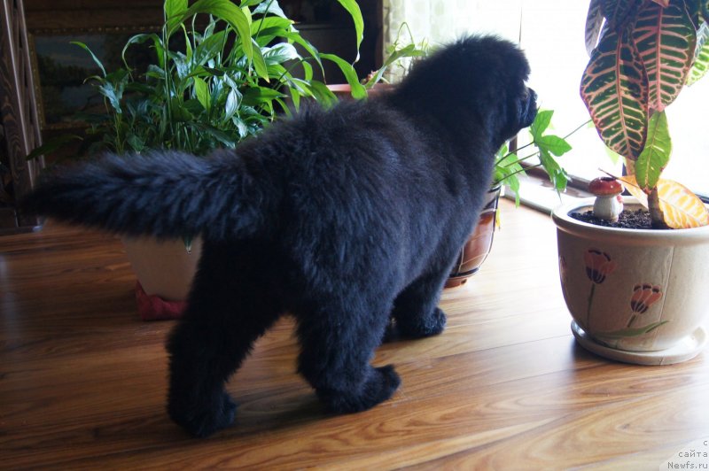 Фото: ньюфаундленд Deep Love I'm Sensation (Deep Love I'm Sensation)