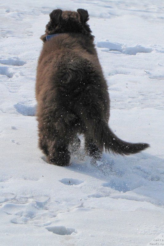 Фото: ньюфаундленд Van Len Taym CHilesta (Ван Лен Тайм Чилеста)