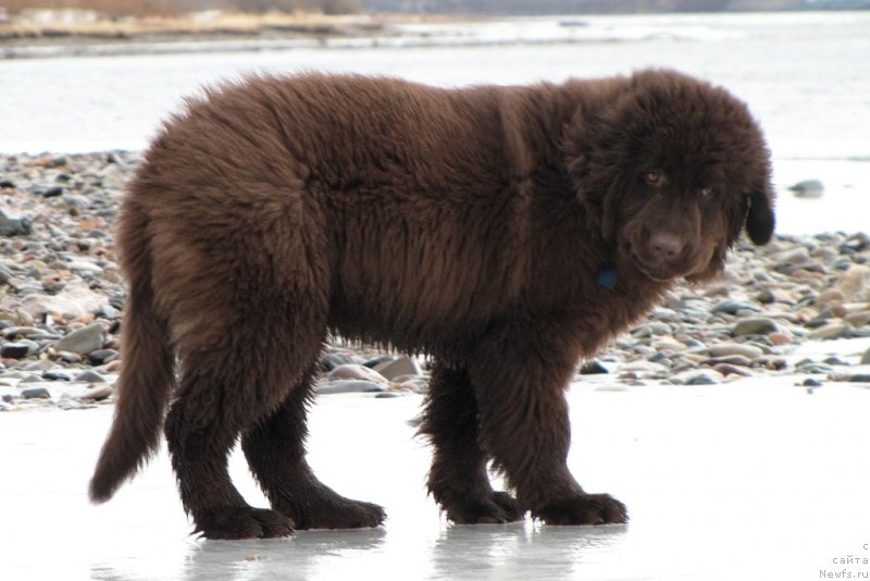 Фото: ньюфаундленд Van Len Taym CHilesta (Ван Лен Тайм Чилеста)
