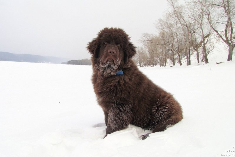 Фото: ньюфаундленд Van Len Taym CHilesta (Ван Лен Тайм Чилеста)