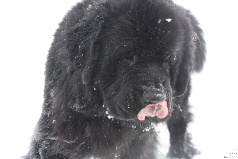 Фото: ньюфаундленд Beguschaya po Volnam Zero Kool (Бегущая по Волнам Зеро Коол)