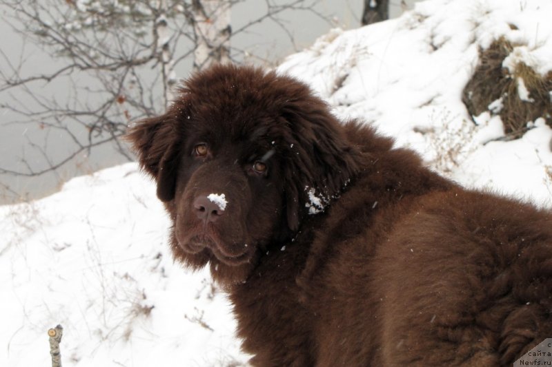 Фото: ньюфаундленд Van Len Taym CHilesta (Ван Лен Тайм Чилеста)