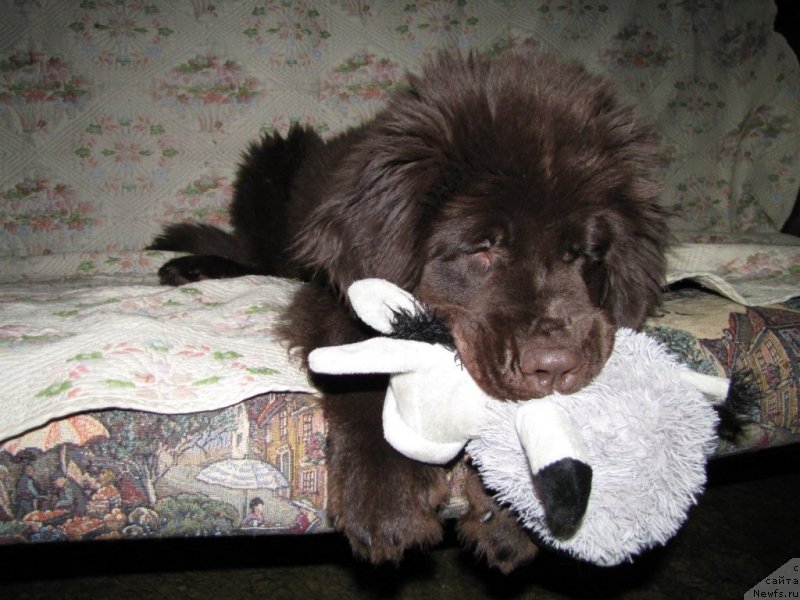 Фото: ньюфаундленд Van Len Taym CHilesta (Ван Лен Тайм Чилеста)