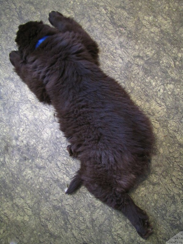 Фото: ньюфаундленд Van Len Taym CHilesta (Ван Лен Тайм Чилеста)