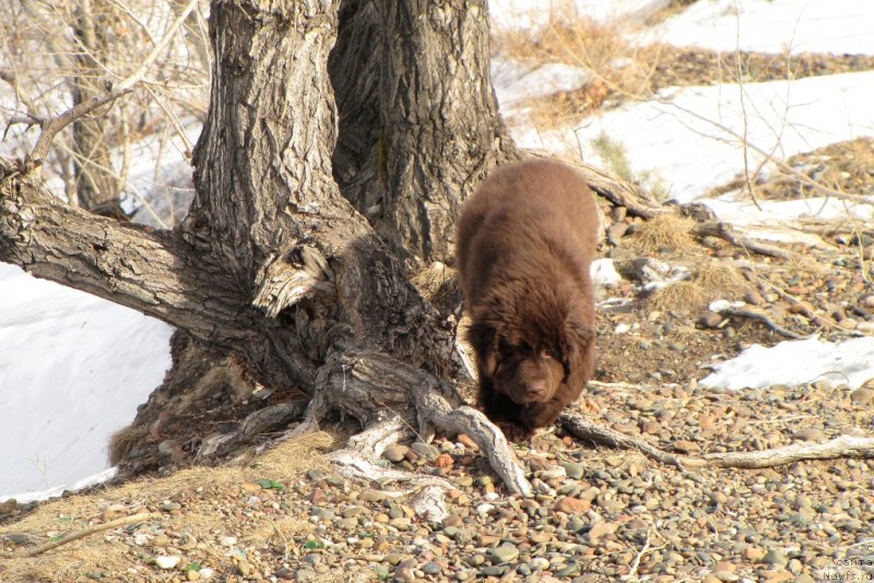Фото: ньюфаундленд Van Len Taym CHilesta (Ван Лен Тайм Чилеста)