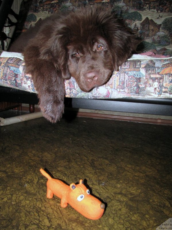 Фото: ньюфаундленд Van Len Taym CHilesta (Ван Лен Тайм Чилеста)