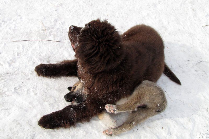 Фото: ньюфаундленд Van Len Taym CHilesta (Ван Лен Тайм Чилеста)