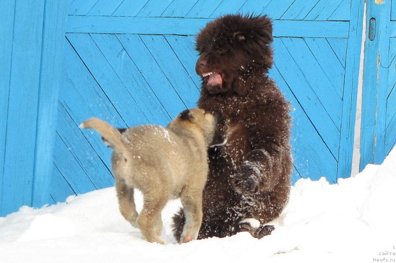 Фото: ньюфаундленд Van Len Taym CHilesta (Ван Лен Тайм Чилеста)