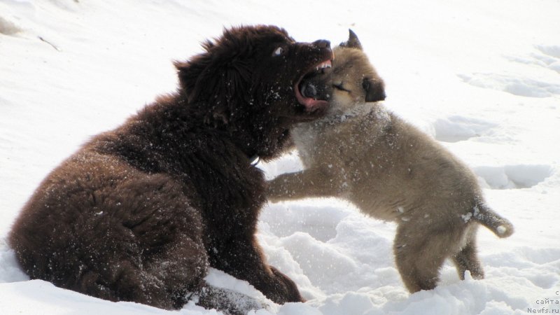 Фото: ньюфаундленд Van Len Taym CHilesta (Ван Лен Тайм Чилеста)