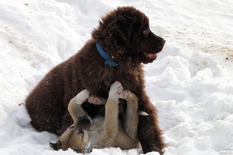 Фото: ньюфаундленд Van Len Taym CHilesta (Ван Лен Тайм Чилеста)
