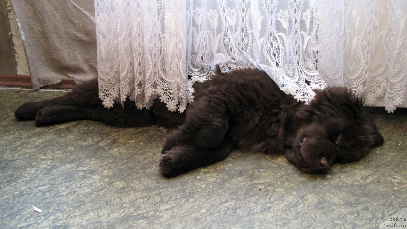 Фото: ньюфаундленд Van Len Taym CHilesta (Ван Лен Тайм Чилеста)