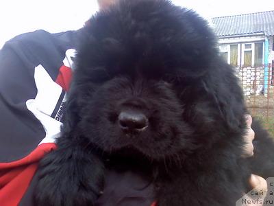 Фото: щенок питомник Пейв Блэк