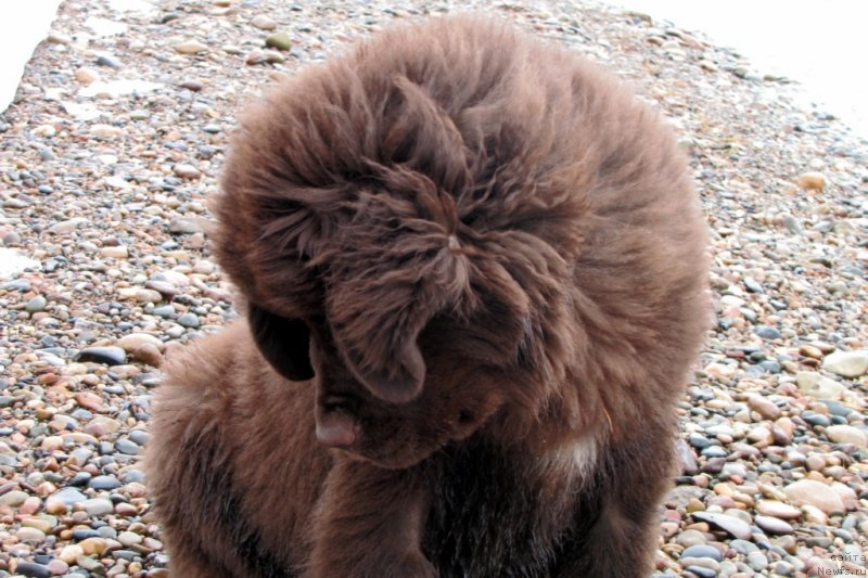 Фото: ньюфаундленд Van Len Taym CHilesta (Ван Лен Тайм Чилеста)