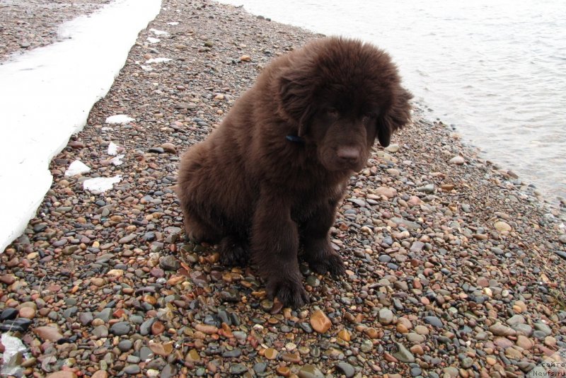 Фото: ньюфаундленд Van Len Taym CHilesta (Ван Лен Тайм Чилеста)