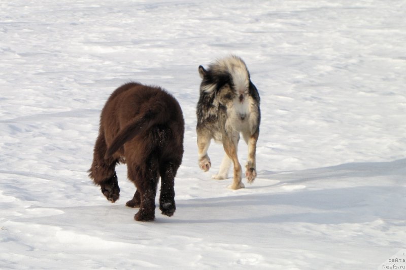 Фото: ньюфаундленд Van Len Taym CHilesta (Ван Лен Тайм Чилеста)