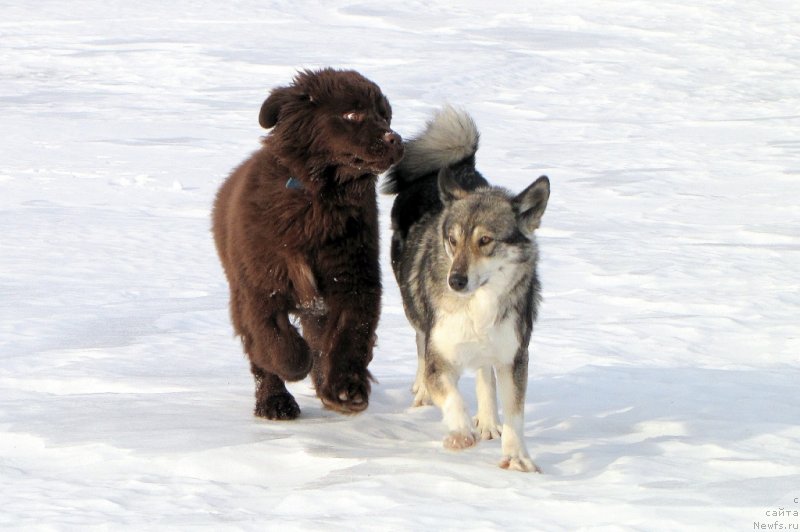 Фото: ньюфаундленд Van Len Taym CHilesta (Ван Лен Тайм Чилеста)