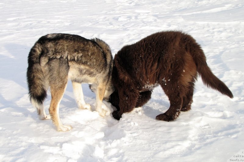 Фото: ньюфаундленд Van Len Taym CHilesta (Ван Лен Тайм Чилеста)