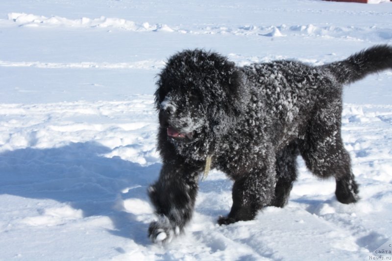 Фото: ньюфаундленд YAhont Dragocennyiy (Яхонт Драгоценный)