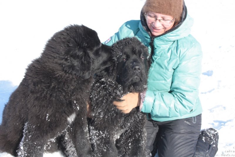 Фото: Elena Kuz'mina (Елена Кузьмина), ньюфаундленд YUkka Flover (Юкка Фловер), ньюфаундленд YAntarnaya Mechta (Янтарная Мечта)