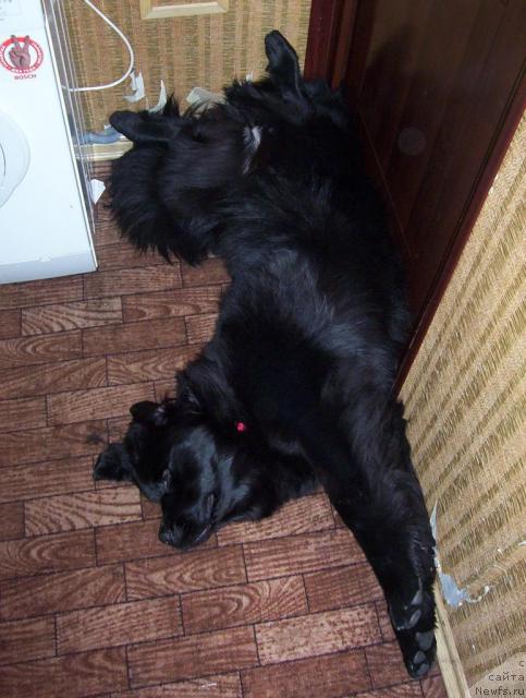 Фото: ньюфаундленд Ai Love Rich (Ай Лав Рич)