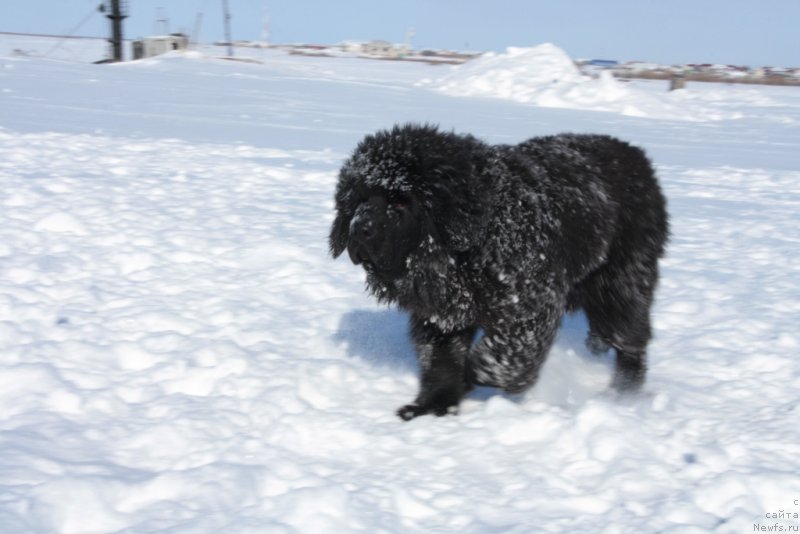 Фото: ньюфаундленд YAvnaya Krasota (Явная Красота)