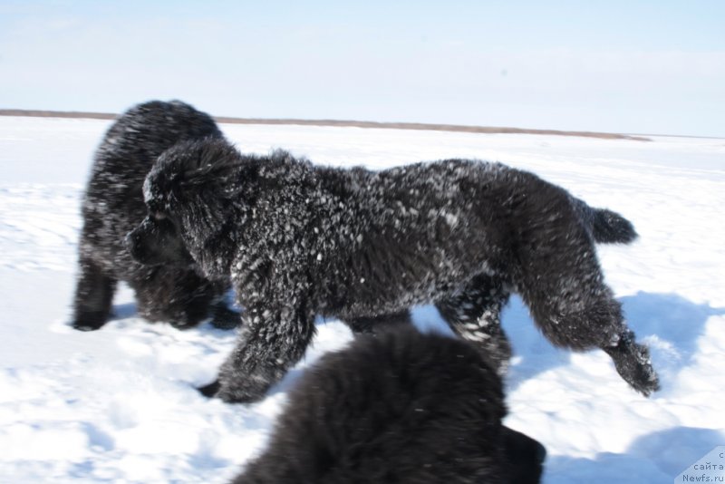Фото: ньюфаундленд YAvnaya Krasota (Явная Красота)