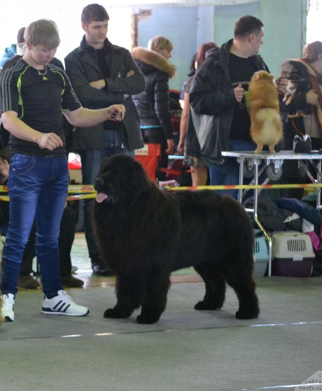 Фото: ньюфаундленд Uil'yam Naslednik Trona (Уильям Наследник Трона)