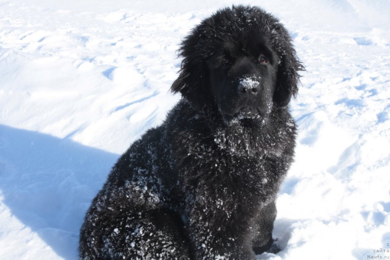 Фото: ньюфаундленд YAntarnaya Mechta (Янтарная Мечта)