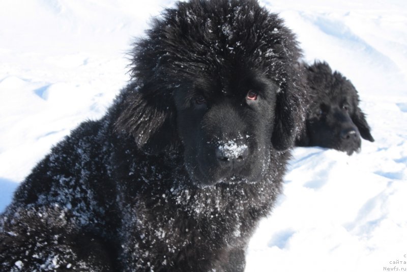 Фото: ньюфаундленд YAntarnaya Mechta (Янтарная Мечта)