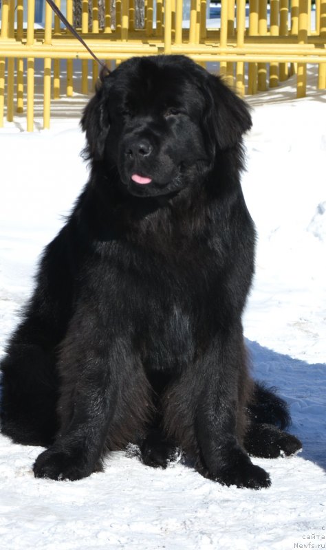 Фото: ньюфаундленд Severus Tobias Snegg (Северус Тобиас Снегг)