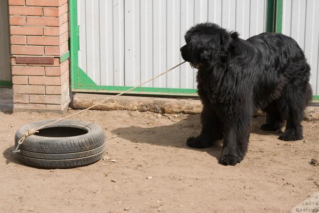 Фото: ньюфаундленд Ygan s Toyanova Gorodka (Юган с Тоянова Городка)