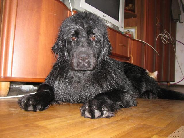 Фото: ньюфаундленд Akvilegiya Nejnaya (Аквилегия Нежная)