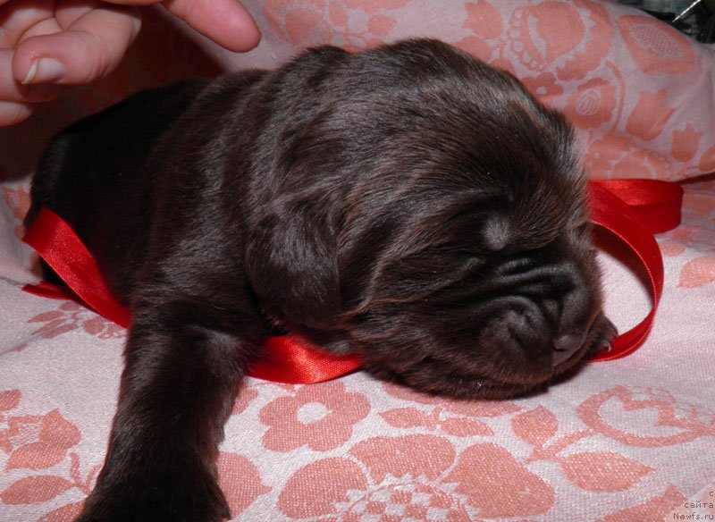 Фото: ньюфаундленд Ivari Cezariya SHokolad (Ивари Цезария Шоколад)