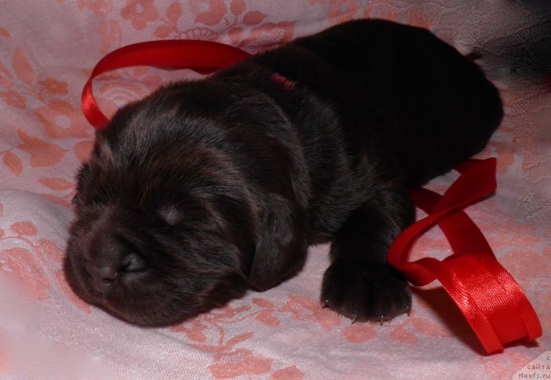 Фото: ньюфаундленд Ivari Cezariya SHokolad (Ивари Цезария Шоколад)