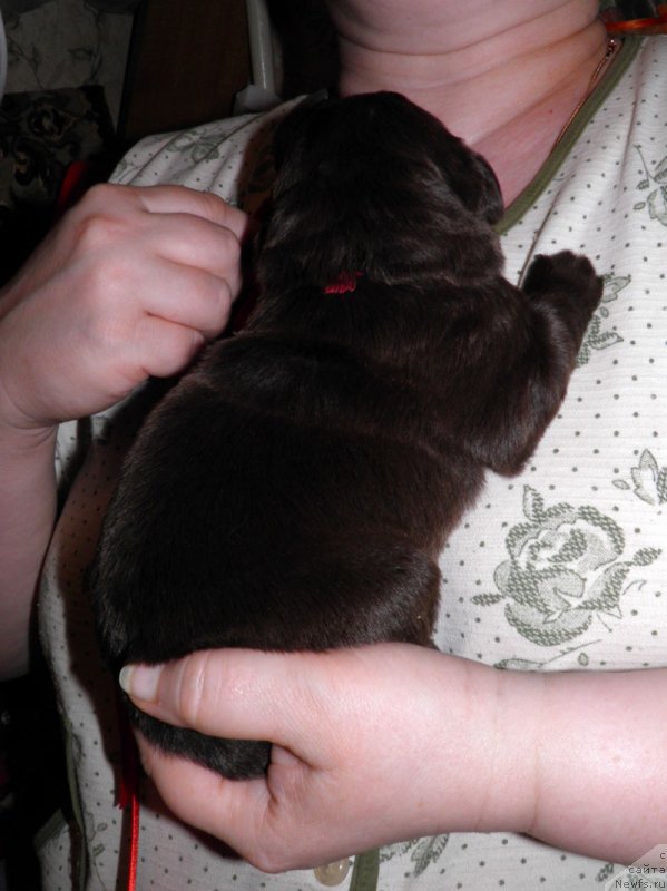 Фото: ньюфаундленд Ivari Cezariya SHokolad (Ивари Цезария Шоколад)