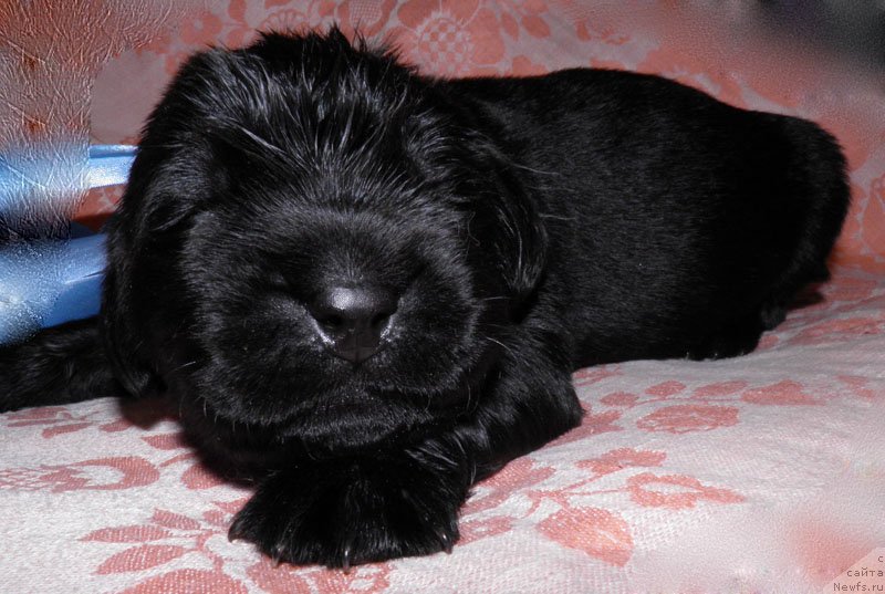 Фото: ньюфаундленд Inayter De Dyuk (Инайтер Де Дюк)