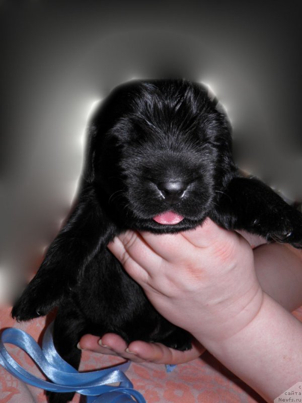 Фото: ньюфаундленд Inayter De Dyuk (Инайтер Де Дюк)