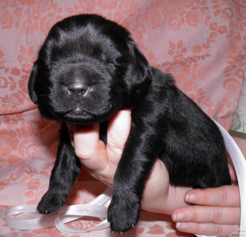 Фото: ньюфаундленд Idilliya Iskrometnaya (Идиллия Искрометная)