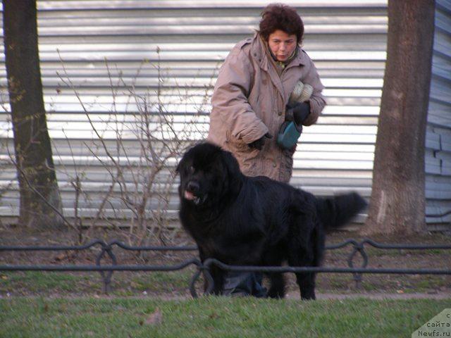 Фото: ньюфаундленд Smigar Shelkovaya Noch (Смигар Шелковая Ночь), Anna Kovalyova (Анна Ковалёва)