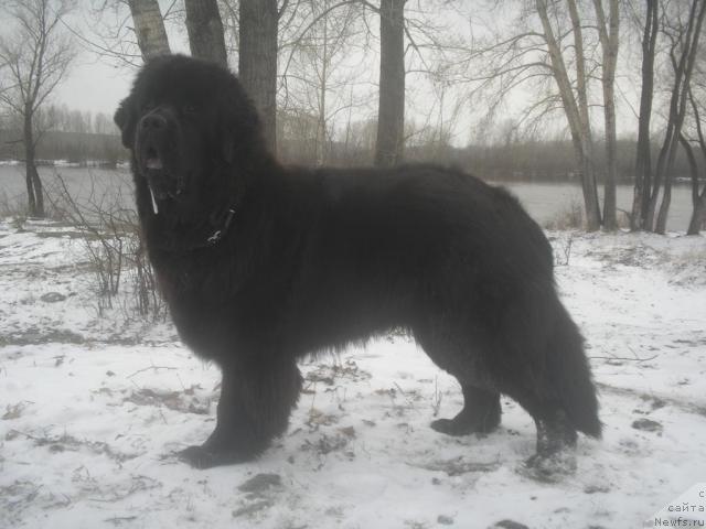 Фото: ньюфаундленд Otvajnyiy Ryicar' ot Sibirskogo Medvedya (Отважный Рыцарь от Сибирского Медведя)