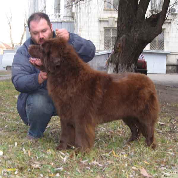 Фото: ньюфаундленд Joka Ona s Berega Dona (Ёка Она с Берега Дона)