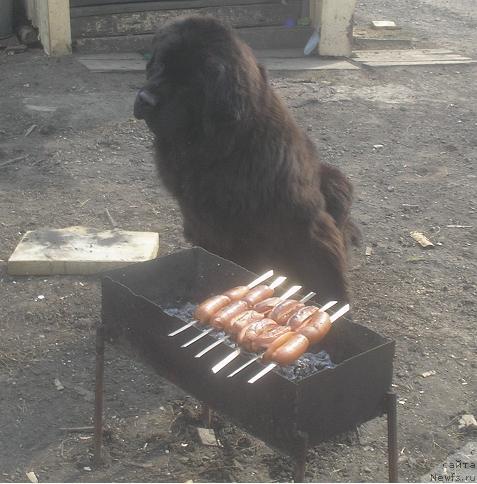 Фото: ньюфаундленд Otvajnyiy Ryicar' ot Sibirskogo Medvedya (Отважный Рыцарь от Сибирского Медведя)