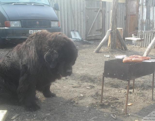 Фото: ньюфаундленд Otvajnyiy Ryicar' ot Sibirskogo Medvedya (Отважный Рыцарь от Сибирского Медведя)